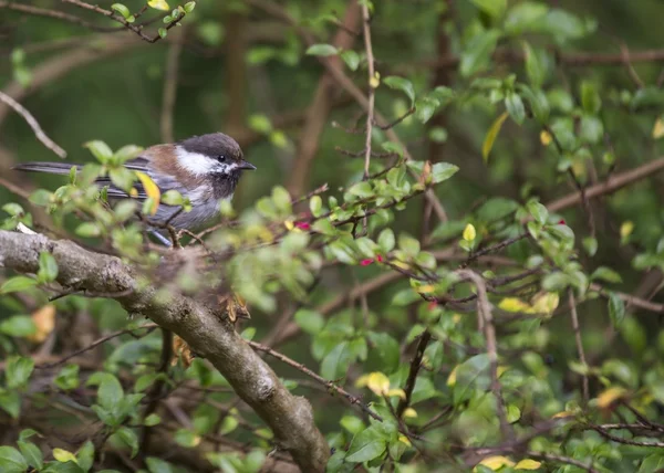 Chestnut-backed Chickadee (Poecile rufescens) — Stock Photo, Image