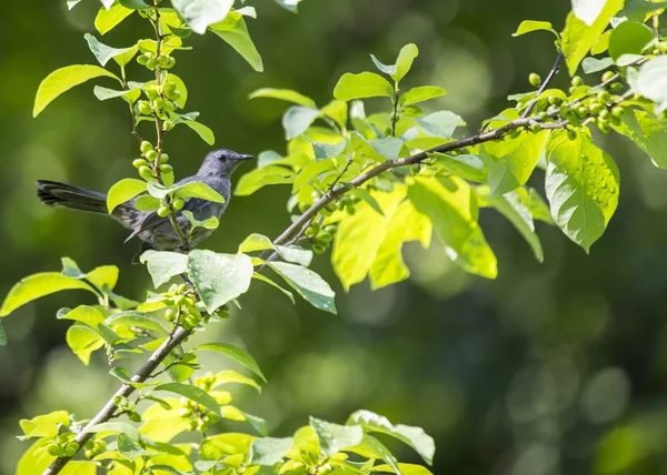 Pássaro cinzento (dumetella carolinensis) — Fotografia de Stock