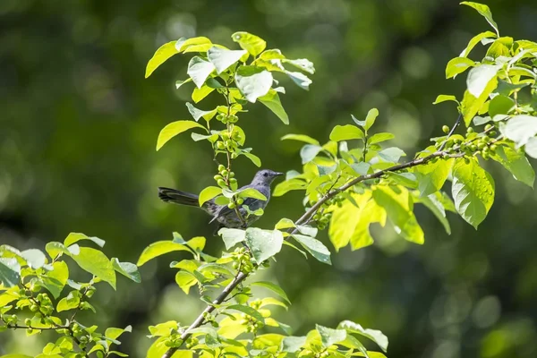 Pássaro cinzento (dumetella carolinensis) — Fotografia de Stock