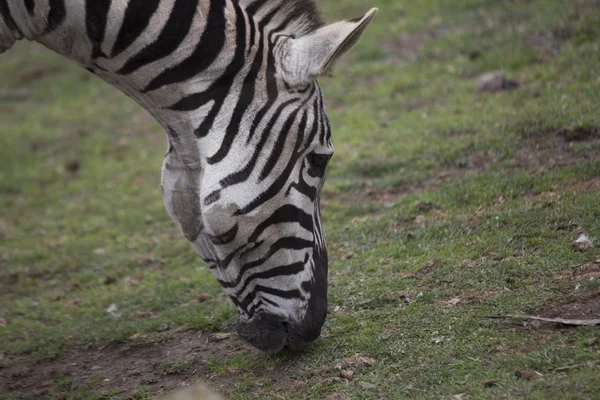 Cebra (Equus Quagga ) —  Fotos de Stock