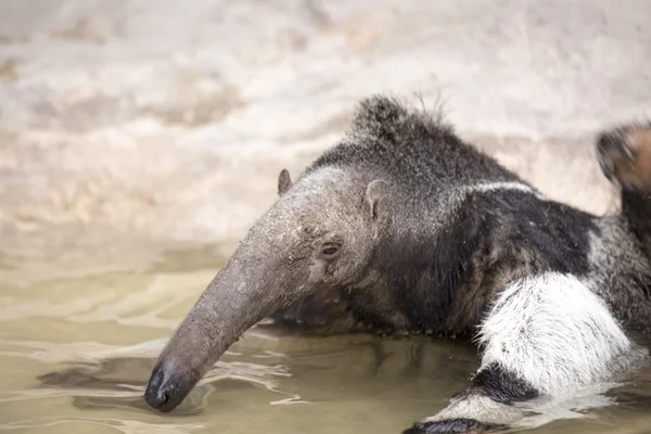 Giant Anteater (Myrmecophaga tridactyla) — Stock Photo, Image