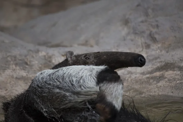 Anteater géant (Myrmecophaga tridactyla) ) — Photo