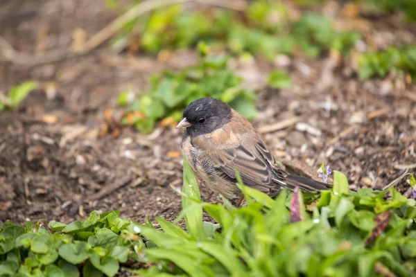 Junco hyemalis з темними очима.) — стокове фото