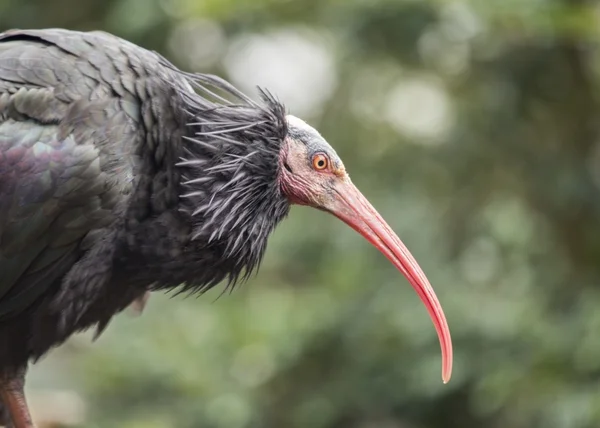 Ibis calvo settentrionale (Geronticus eremita ) — Foto Stock