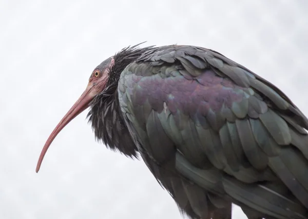 Norra bald ibis (geronticus eremita) — Stockfoto