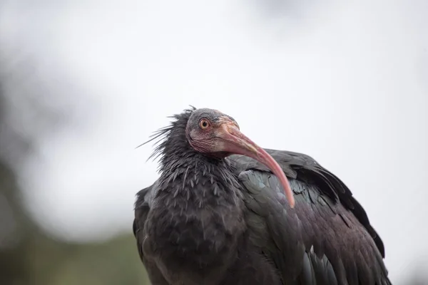 Βόρεια bald ibis (geronticus ερημίτης) — Φωτογραφία Αρχείου