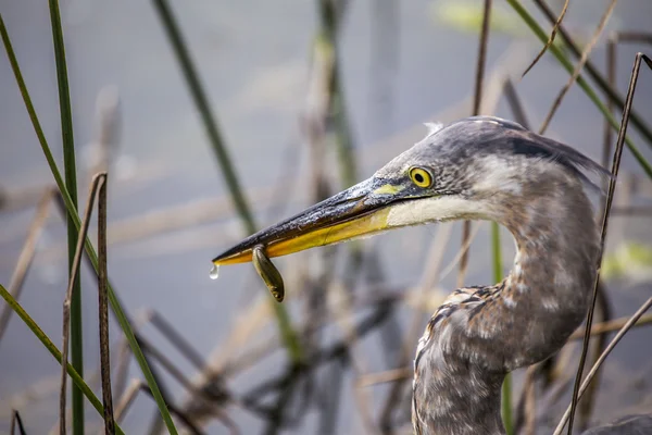 Grande airone blu (ardea herodias) — Foto Stock