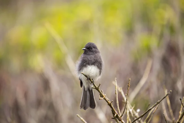 Černá Phoebe (sayornis nigricans) — Stock fotografie