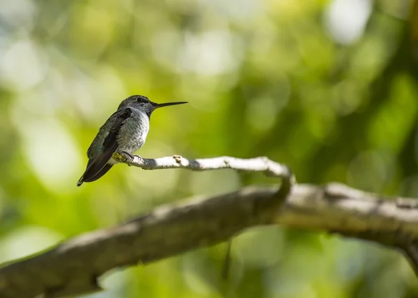 Анни hummingbird (calypte Ганна) — стокове фото