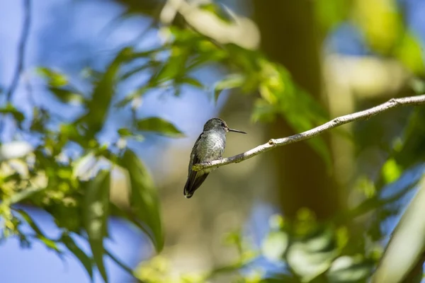 Annas hummingbird (calypte anna) — Stockfoto