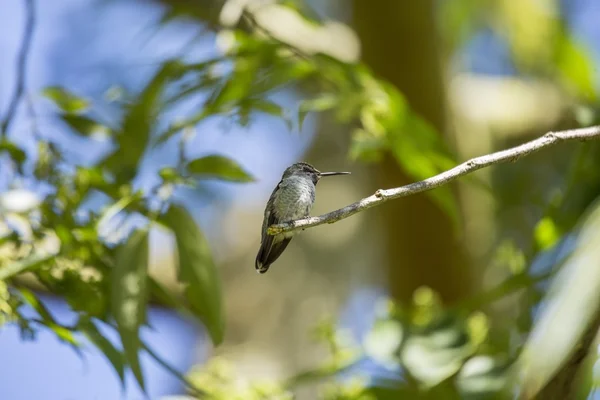 Beija-flor da Anna (Calypte anna ) — Fotografia de Stock