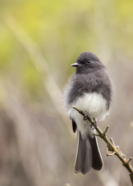 Zwarte Phoebe (sayornis nigricans)) — Stockfoto