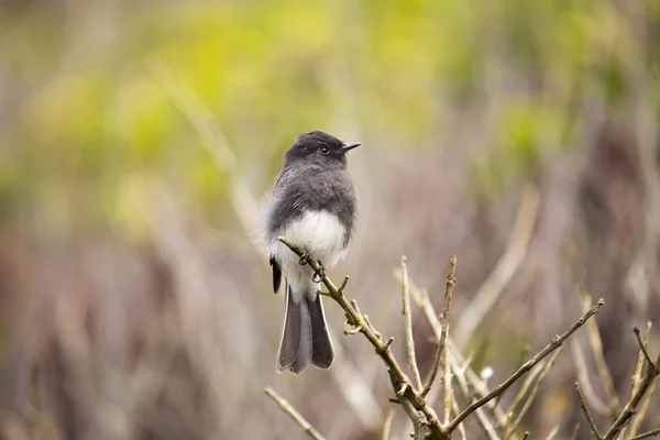 Black Phoebe (Sayornis nigricans) — Stock Photo, Image