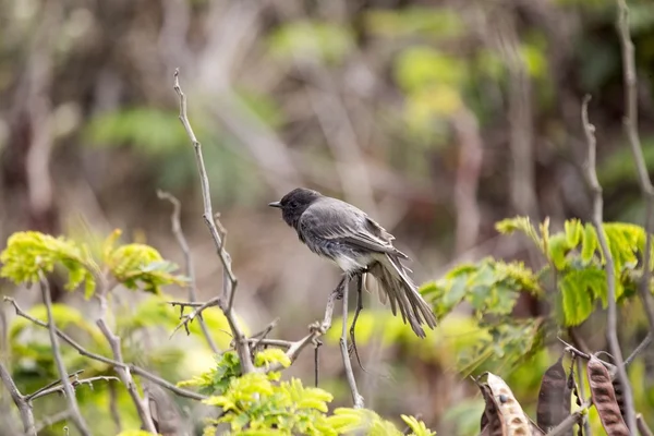 黑人菲比（英语：Black Phoebe）) — 图库照片