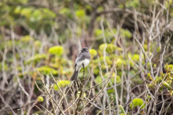 Černá Phoebe (sayornis nigricans) — Stock fotografie