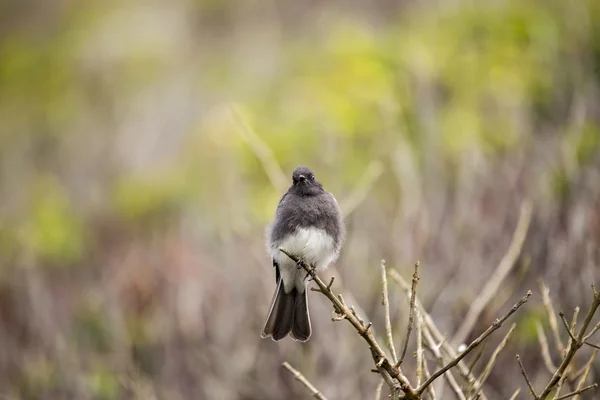 Black Febe (sayornis nigricans) — стокове фото