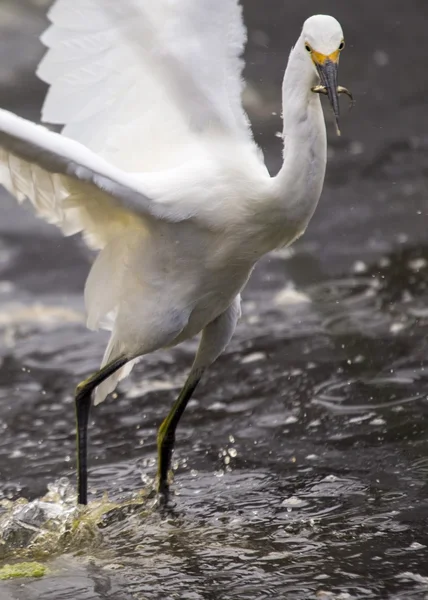 Χιονισμένο egret (egretta thula)) — Φωτογραφία Αρχείου