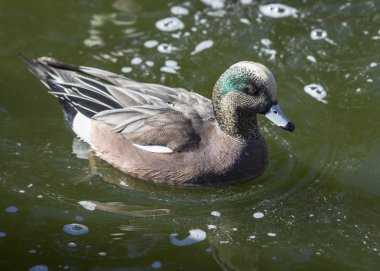 Amerikan wigeon