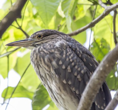 siyah taç gece balıkçılı
