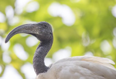 Siyah başlı Ibis