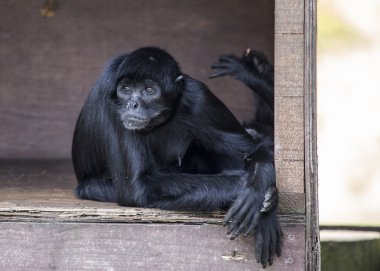 Kolombiyalı siyah örümcek maymun