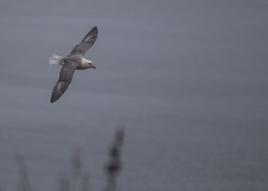 Fulmar