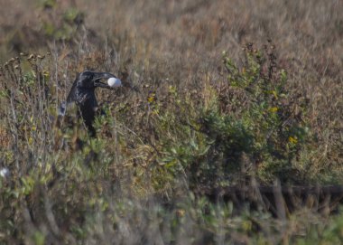 Yumurta içinde ağız ile raven
