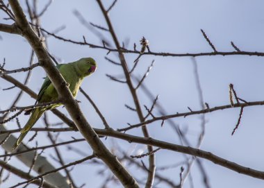 Gül halkalı muhabbet kuşu