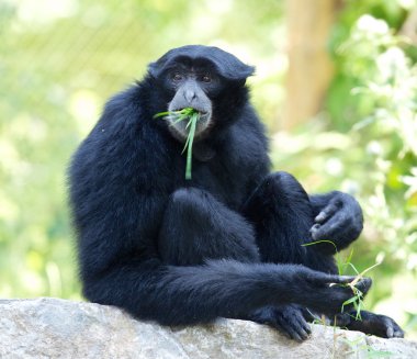Siamang Gibbon çim yeme
