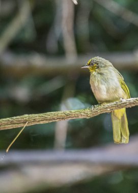 Çizgili boğazlı Bulbul