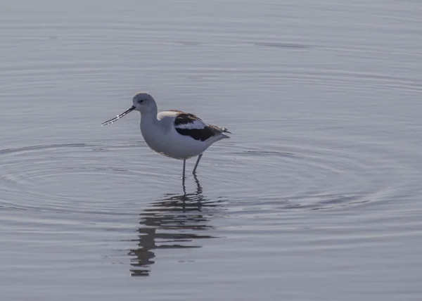 Amerikansk avocet – stockfoto