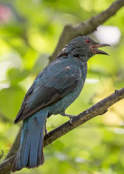 Asiatischer Feen-Blauvogel — Stockfoto