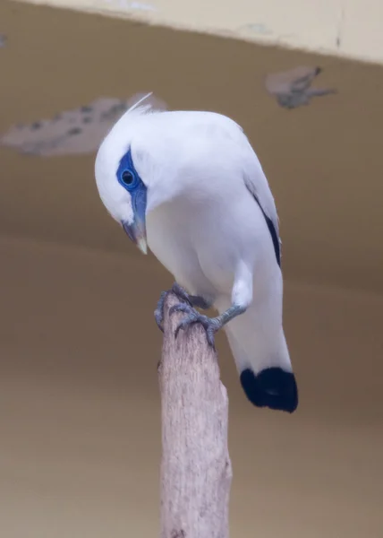 Bali Starling — Stock Photo, Image