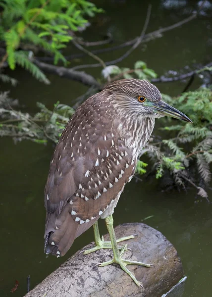 Black-Crowned Night-Heron