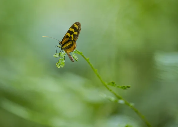 Motýl na květině — Stock fotografie