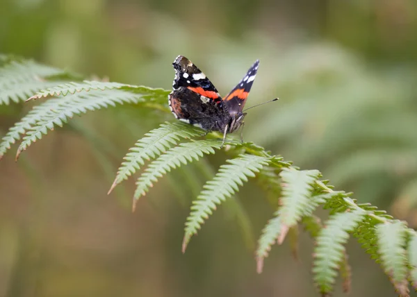 Butterfly On Flower — Stock Photo, Image