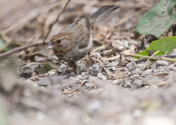 Каліфорнія Towhee — стокове фото