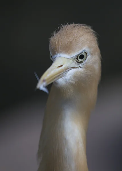 Aigrette des bovins — Photo