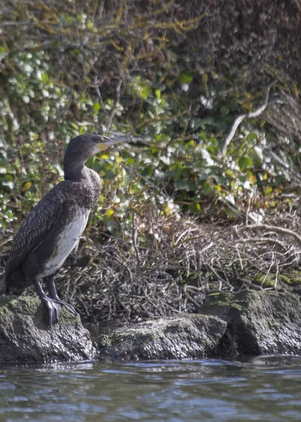 Cormorant — Stock Photo, Image