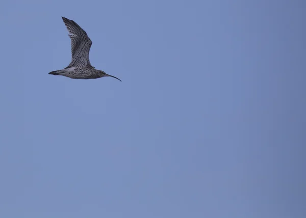 Curlew tijdens de vlucht — Stockfoto