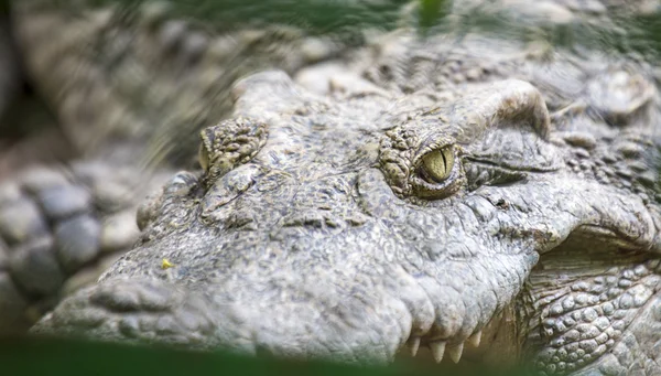 Crocodilo — Fotografia de Stock