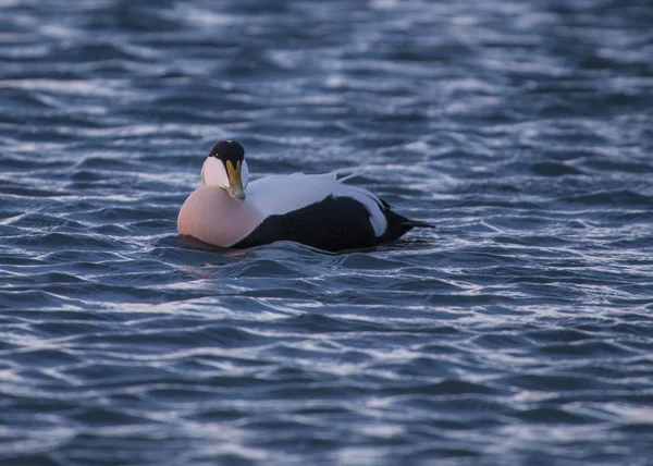 Eider — Stockfoto