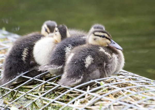 Ducklings — Stock Photo, Image