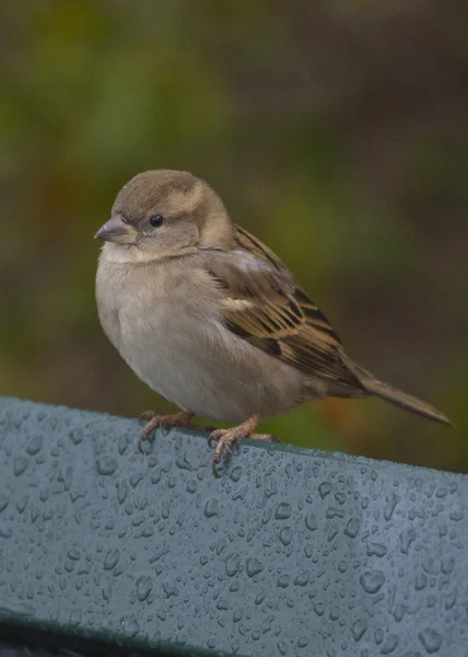 Female Sparrow on Bench — Stock Photo, Image