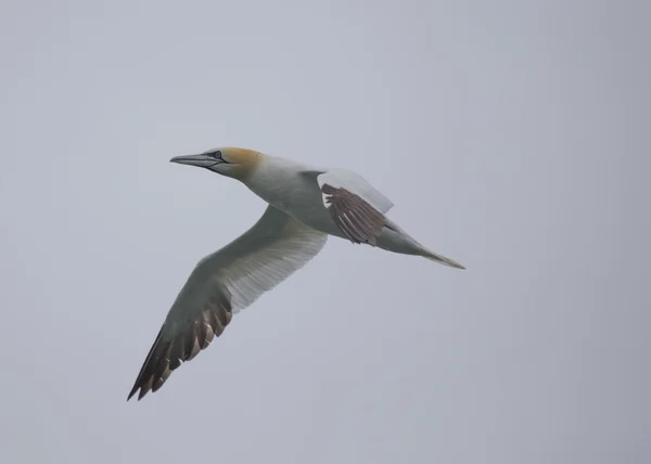 Gannet en vuelo —  Fotos de Stock