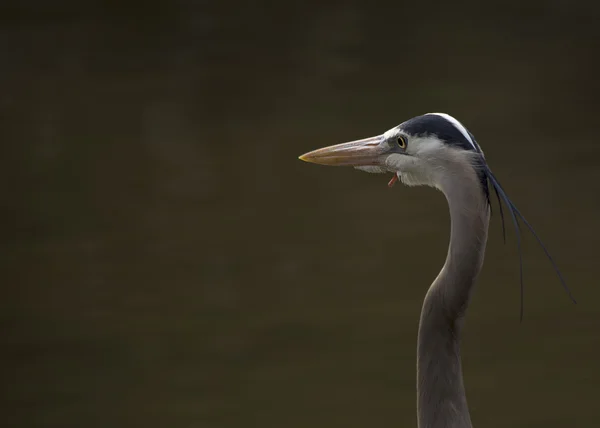 Grand Héron Bleu — Photo