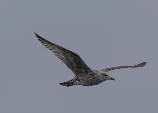 Herring Gull In Flight — Stock Photo, Image