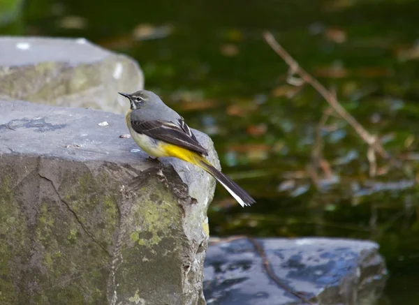 Grey Wagtail — Stock Photo, Image