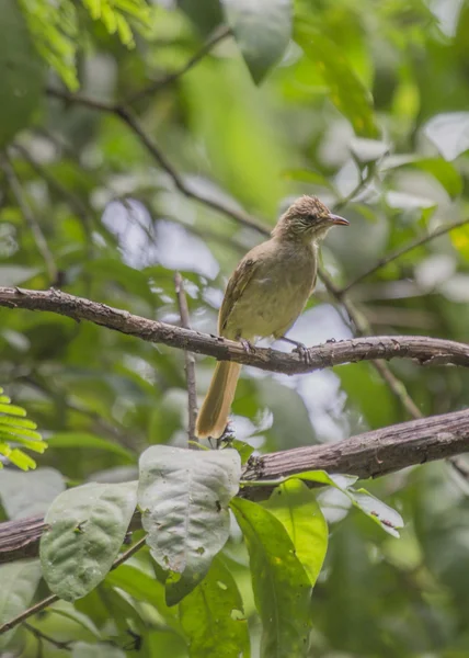 Grey Eyed buulbuuls — Stockfoto