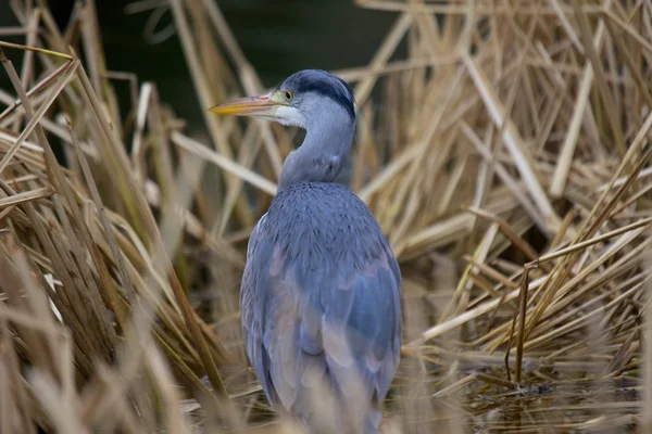 Reiger — Stockfoto